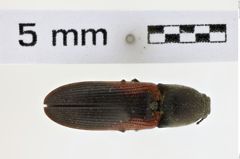 Foto (Dorsalansicht) von Gambrinus crotchi (NHMW-ZOO-COL-0008583)